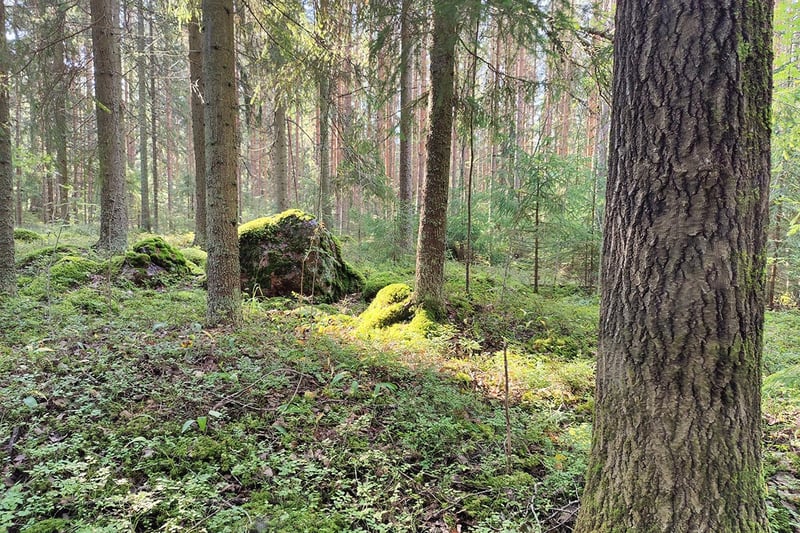 Kuusela Haka conservation area in Mäntsälä Photo Mari Helkiö_1-1